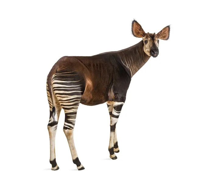 Framed Print : Okapi, Okapia johnstoni, isolated on white Framed Print : Okapi, Okapia johnstoni, isolated on white