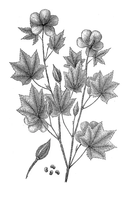 Framed Print : Okra, Abelmoschus esculentus, also known as vegetable marshmallow