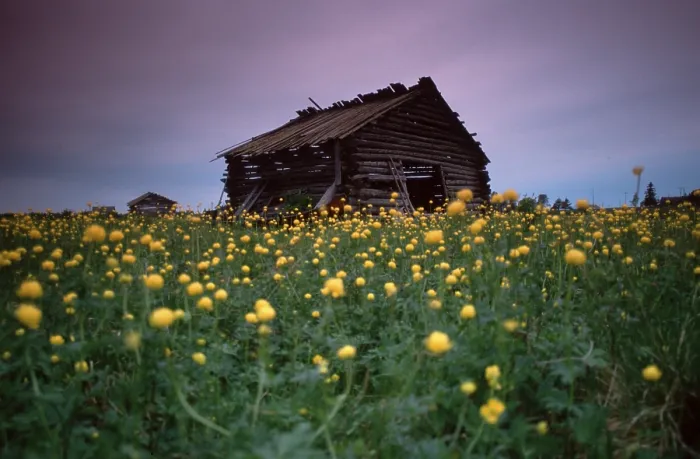 Framed Print : Old barn in Flower Meadow, Finland, Europe