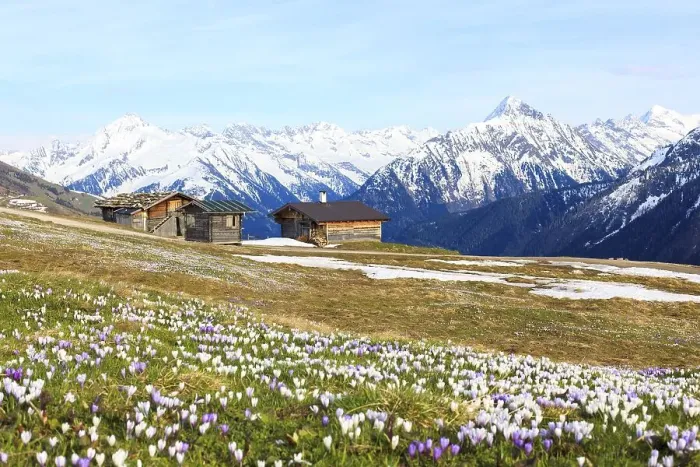 Framed Print : Old barns in a meadow of crocuses