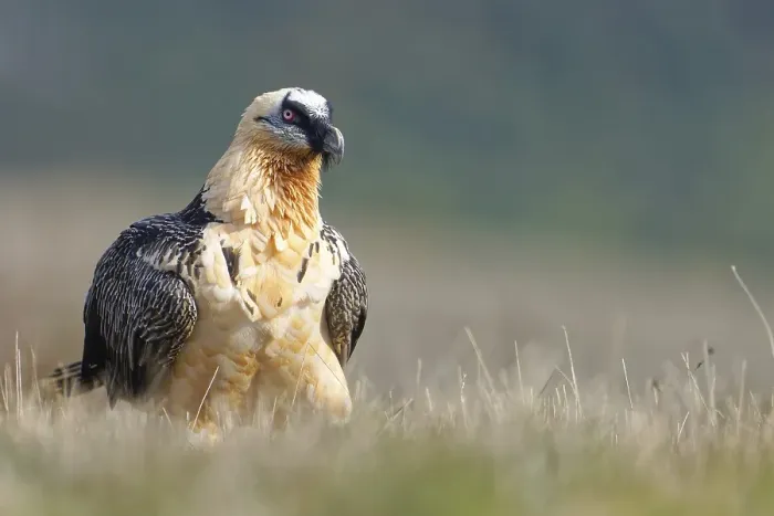Framed Print : Old bearded vulture (Gypaetus barbatus)
