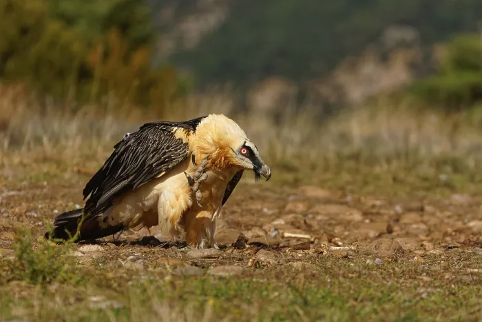 Framed Print : Old bearded vulture (Gypaetus barbatus)