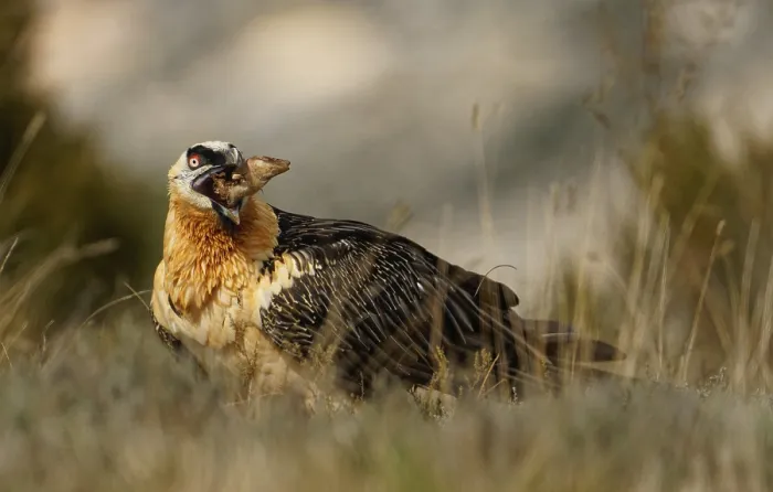 Framed Print : Old bearded vulture (Gypaetus barbatus) Framed Print : Old bearded vulture (Gypaetus barbatus)