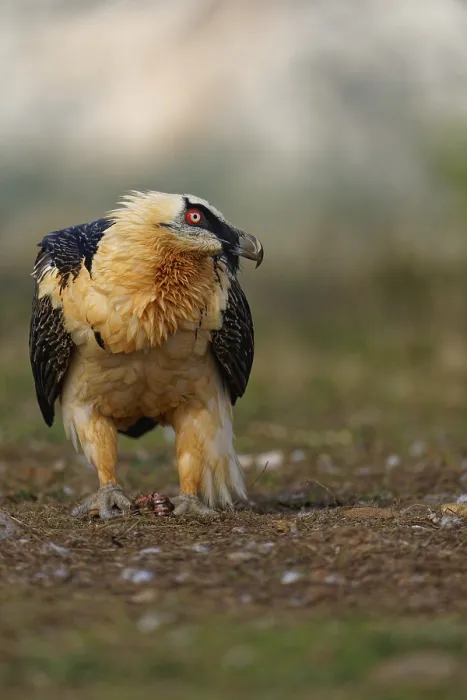 Framed Print : Old bearded vulture (Gypaetus barbatus)