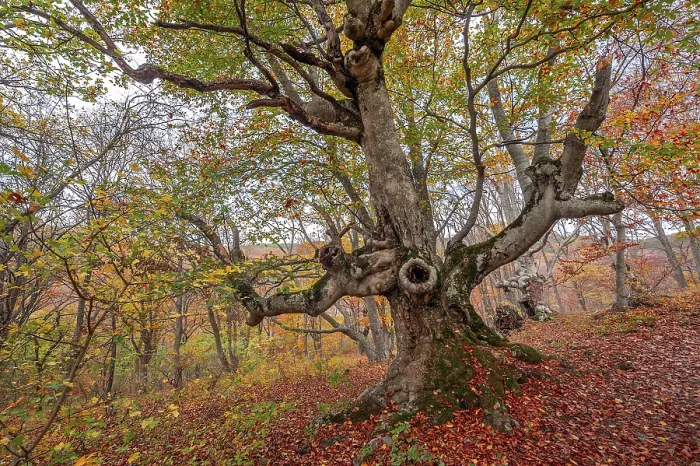 Framed Print : Old beech in autumn forest Framed Print : Old beech in autumn forest