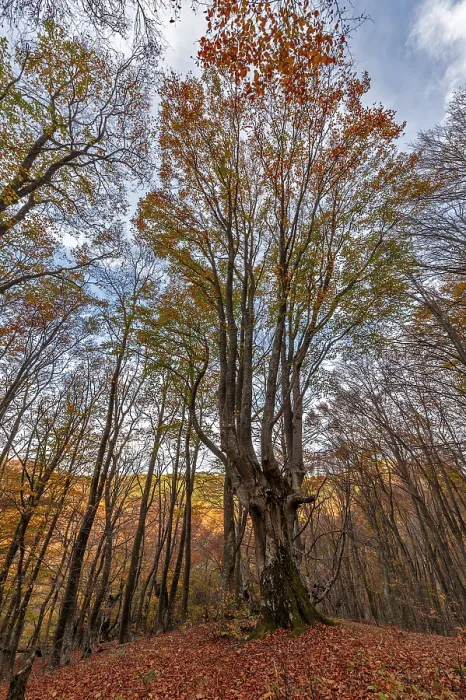 Framed Print : Old beech in autumn forest Framed Print : Old beech in autumn forest