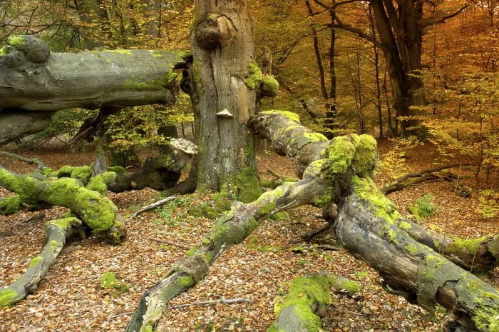 Framed Print : Old beech (Fagus), Sababurg nature reserve Framed Print : Old beech (Fagus), Sababurg nature reserve
