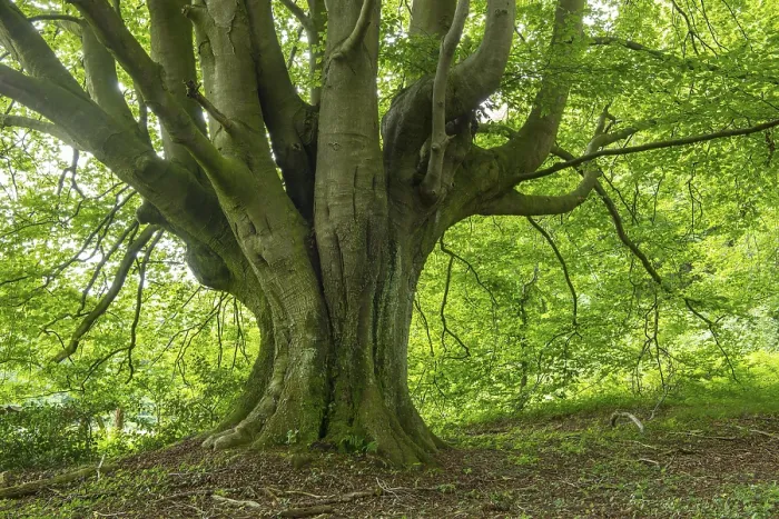 Framed Print : Old beech ( Fagus sylvatica) in fresh green