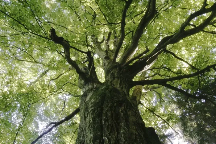 Framed Print : Old beech (Fagus sylvatica), view from below Framed Print : Old beech (Fagus sylvatica), view from below