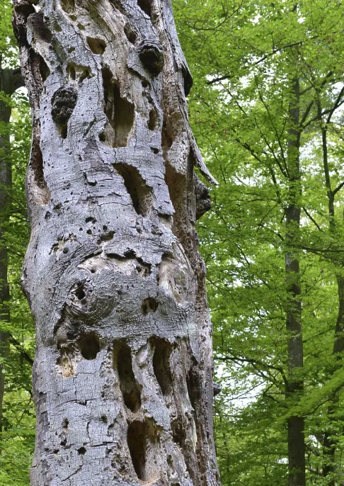 Framed Print : Old beech (Fagus) is often used as a woodpecker tree because of the deadwood Framed Print : Old beech (Fagus) is often used as a woodpecker tree because of the deadwood