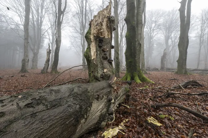 Framed Print : Old beech forest (Fagus sylvatica) in the fog Framed Print : Old beech forest (Fagus sylvatica) in the fog