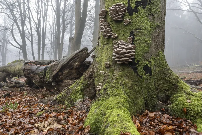 Framed Print : Old beech forest (Fagus sylvatica) in the fog Framed Print : Old beech forest (Fagus sylvatica) in the fog