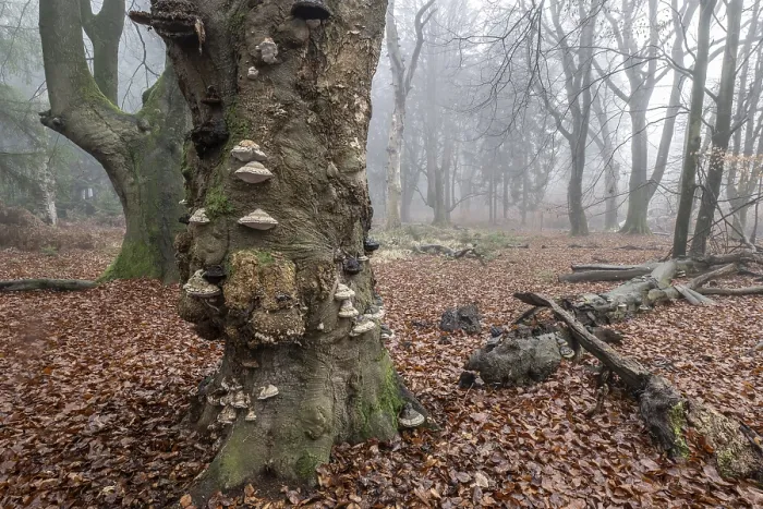 Framed Print : Old beech forest (Fagus sylvatica) in the fog