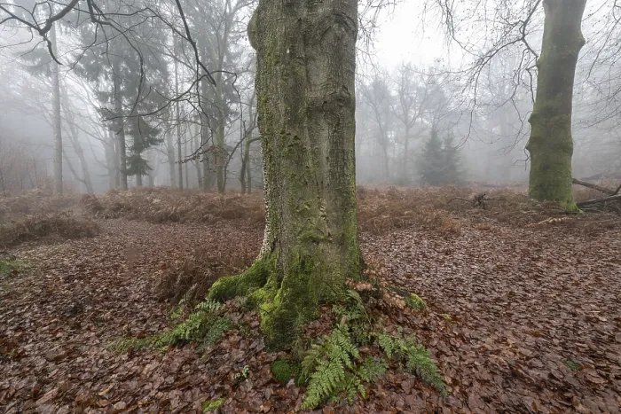 Framed Print : Old beech forest (Fagus sylvatica) in the fog