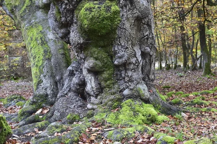 Framed Print : Old beech in the Hutewald Halloh near Alberthausen