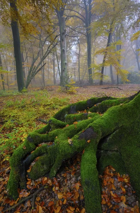 Framed Print : Old beech root, beech forest, natural forest cell in Hiesfeld Forest Framed Print : Old beech root, beech forest, natural forest cell in Hiesfeld Forest