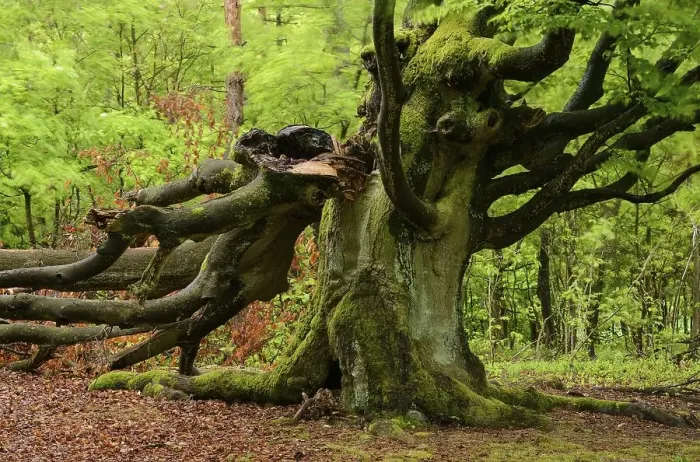 Framed Print : Old Beech Tree (Fagus sylvatica)