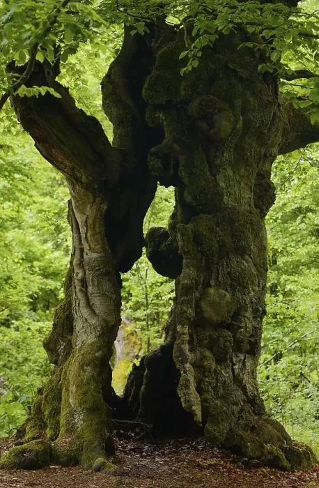 Framed Print : Old Beech Tree (Fagus sylvatica)