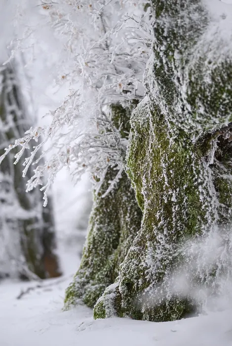 Framed Print : Old beech trees (Fagus sylvatica) covered with hoar frost