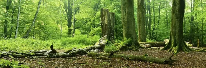 Framed Print : Old beech trees in a former pastoral forest Framed Print : Old beech trees in a former pastoral forest