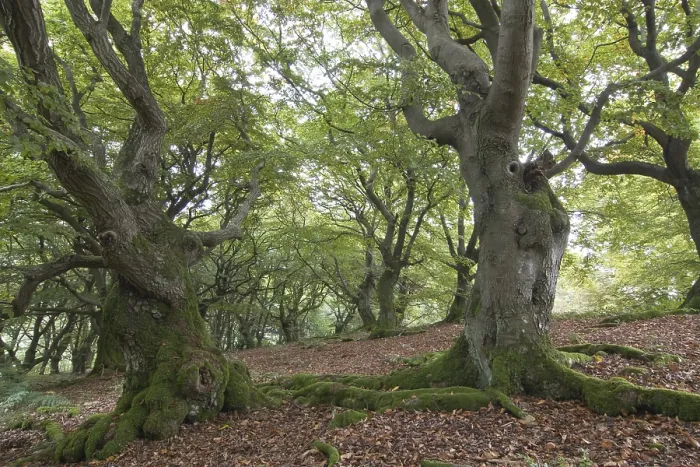 Framed Print : Old beeches (Fagus) Framed Print : Old beeches (Fagus)