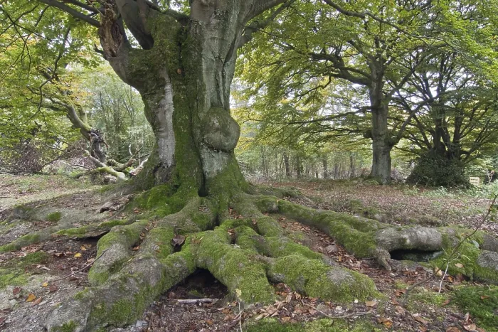Framed Print : Old beeches (Fagus)