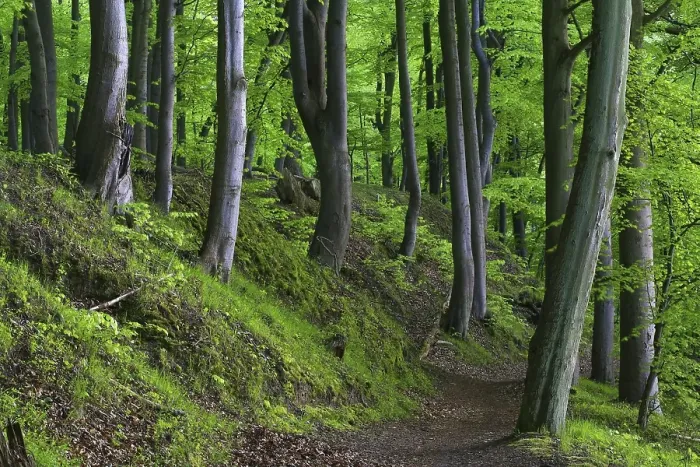 Framed Print : Old Beeches (Fagus sylvatica) bordering a walking trail Framed Print : Old Beeches (Fagus sylvatica) bordering a walking trail