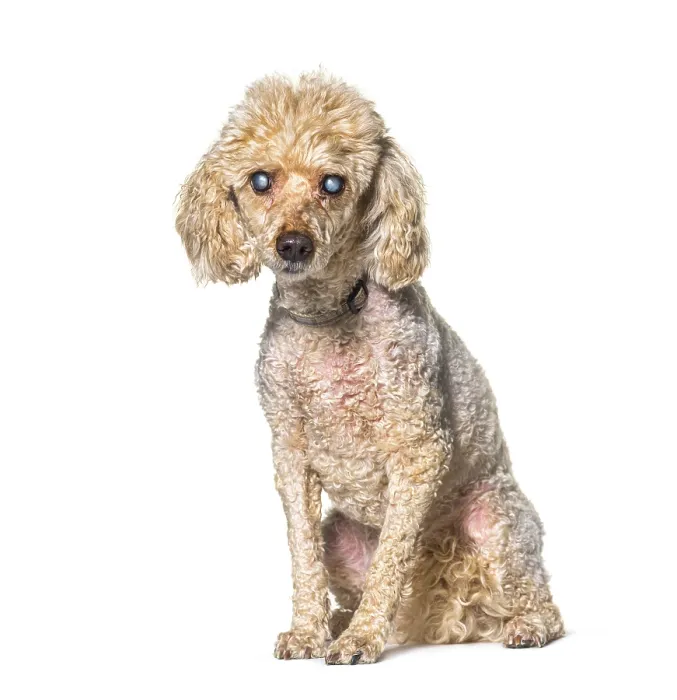 Framed Print : Old blindness poodle dog isolated on white