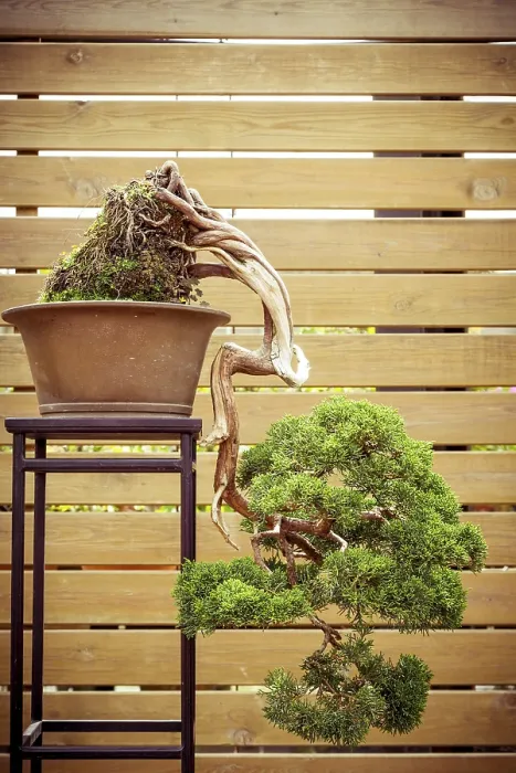 Framed Print : Old bonsai tree in a flower pot grows downwards