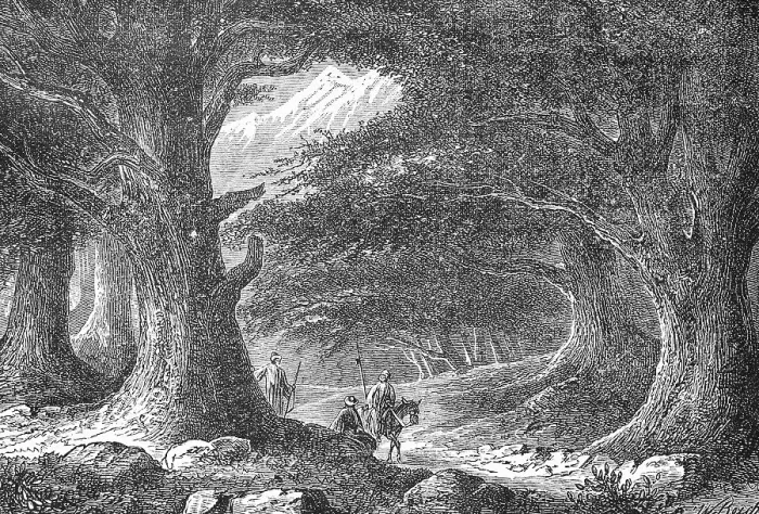 Framed Print : The old cedars in Lebanon, 1880 Framed Print : The old cedars in Lebanon, 1880