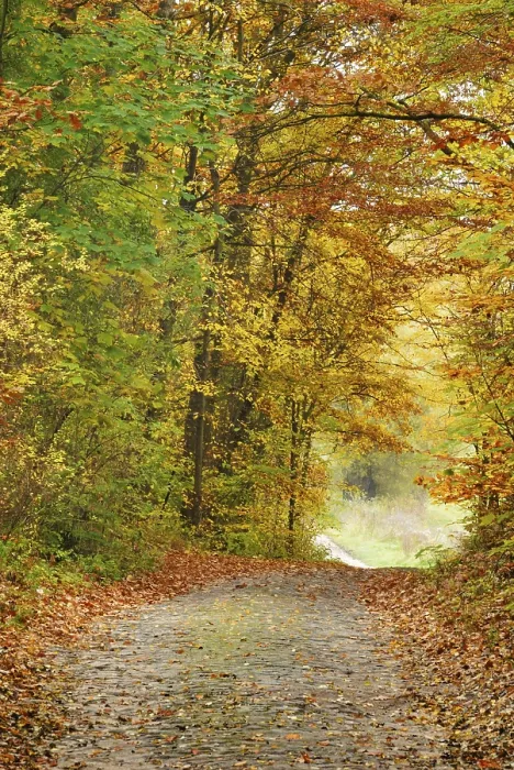 Framed Print : Old cobbled street in an autumn forest near Eberswalde