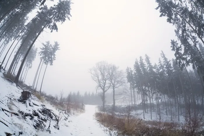 Framed Print : Old coniferous firest with morning fog in winter