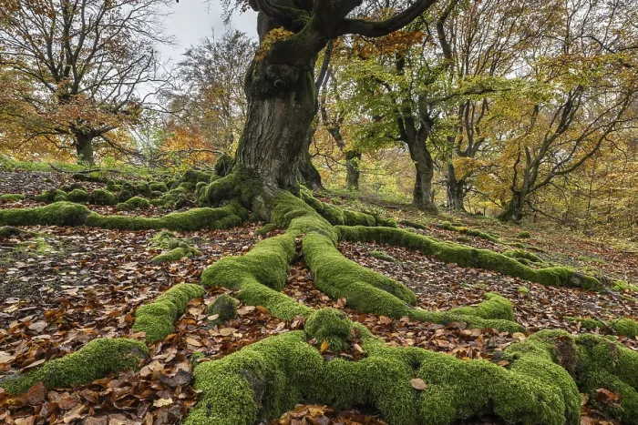 Framed Print : Old copper beech (Fagus sylvatica) Framed Print : Old copper beech (Fagus sylvatica)