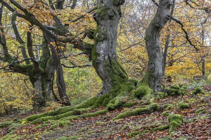 Framed Print : Old copper beeches (Fagus sylvatica) in the Hutewald Halloh