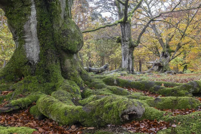 Framed Print : Old copper beeches (Fagus sylvatica) in the Hutewald Halloh