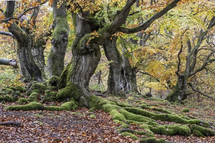 Framed Print : Old copper beeches (Fagus sylvatica) in the Hutewald Halloh