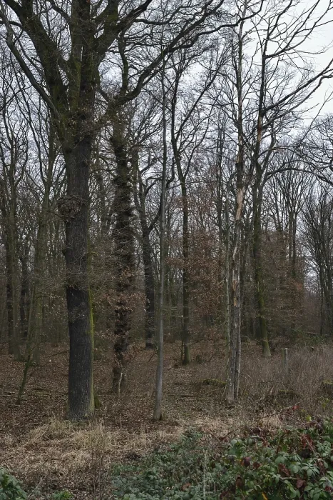 Framed Print : Old deciduous forest... Hambach Forest Framed Print : Old deciduous forest... Hambach Forest