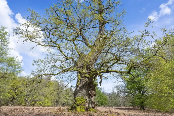 Framed Print : Old English oak (Quercus robur) Framed Print : Old English oak (Quercus robur)