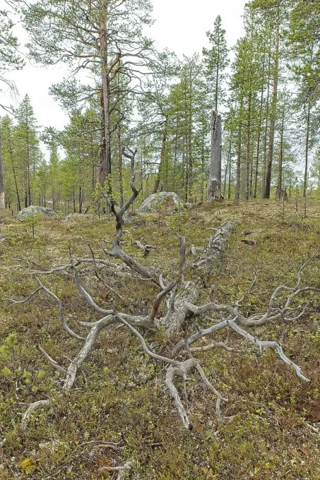Framed Print : Old fallen tree in forest at Ovre Pasvik National Park on a cloudy spring day