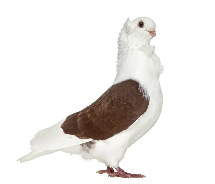 Framed Print : Old German Owl Pigeon isolated on white Framed Print : Old German Owl Pigeon isolated on white
