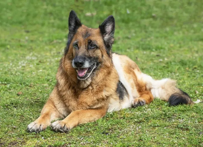 Framed Print : Old German shepherd dog, female