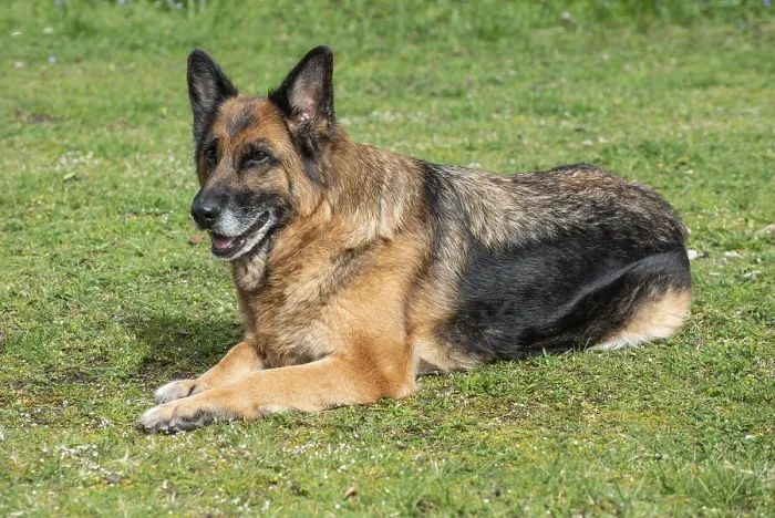 Framed Print : Old German shepherd dog, female