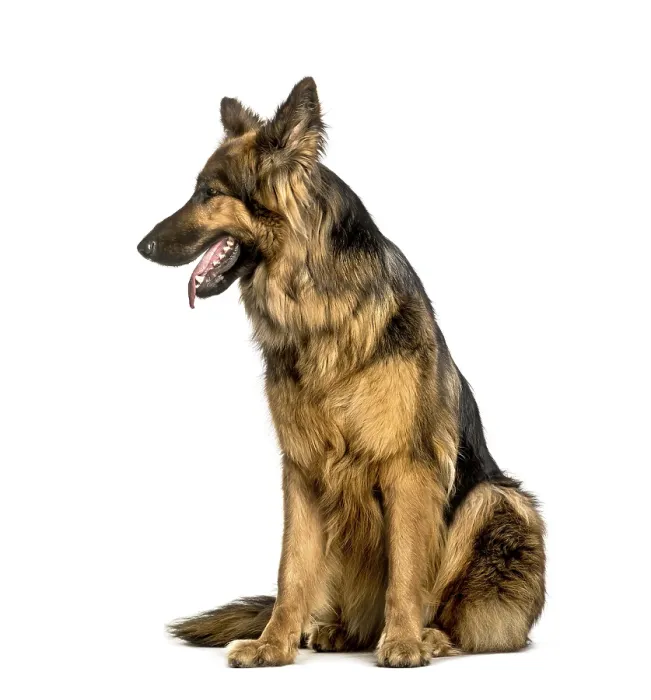 Framed Print : Old German Shepherd Dog sitting against white background Framed Print : Old German Shepherd Dog sitting against white background