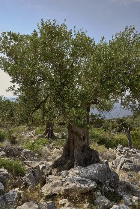 Framed Print : Old, gnarled olive tree in the olive grove of Lun Framed Print : Old, gnarled olive tree in the olive grove of Lun
