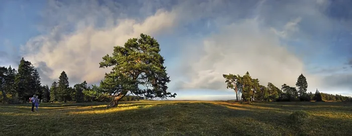Framed Print : Old gnarled pine tree near Titting