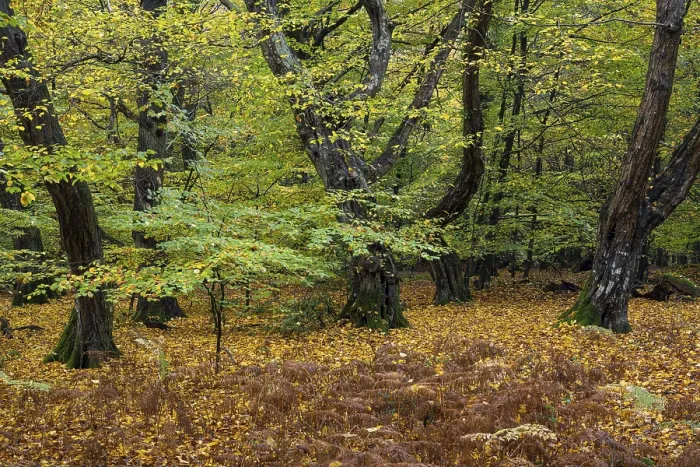 Framed Print : Old, gnarled trees in the Urwald Baumweg nature reserve in autumn