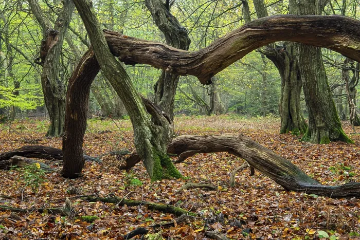 Framed Print : Old, gnarled trees in the Urwald Baumweg nature reserve in autumn