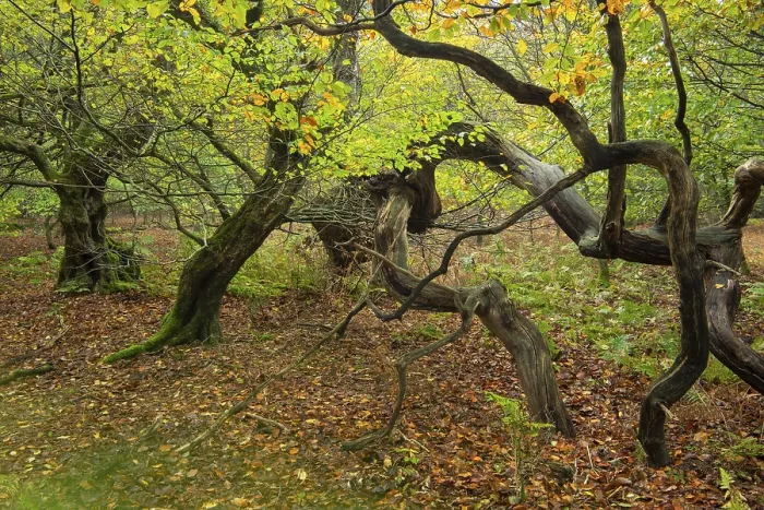 Framed Print : Old, gnarled trees in the Urwald Baumweg nature reserve in autumn