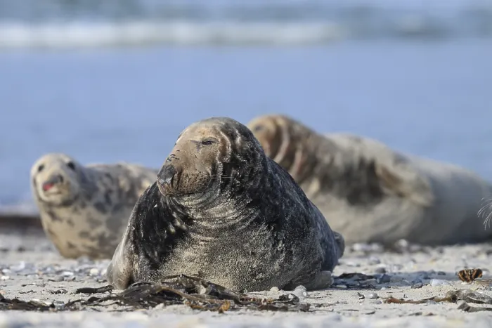 Framed Print : An old grey seal bull (Halichoerus grypus) rests relaxed on the beach