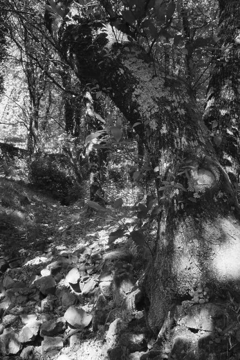 Framed Print : Old holm oak (Quercus ilex), forest